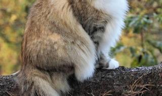 挪威的森林4分59秒